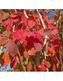Populus tremula Erecta (12lt)