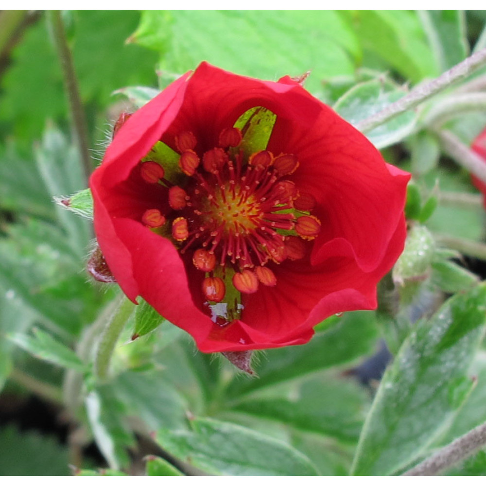 Potentilla atrosanguinea Red (1lt)