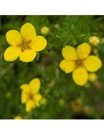 Potentilla fruticosa Bella Lindsay (5lt)