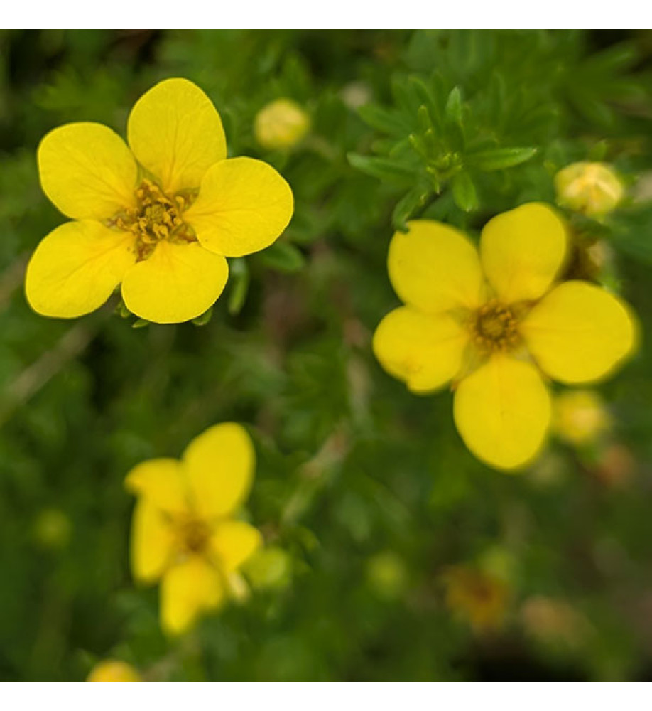 Potentilla fruticosa Bella Lindsay (5lt)