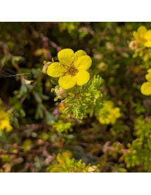 Potentilla fruticosa Bella Lindsay (5lt)