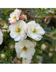 Potentilla fruticosa Double Punch Cream (3lt)