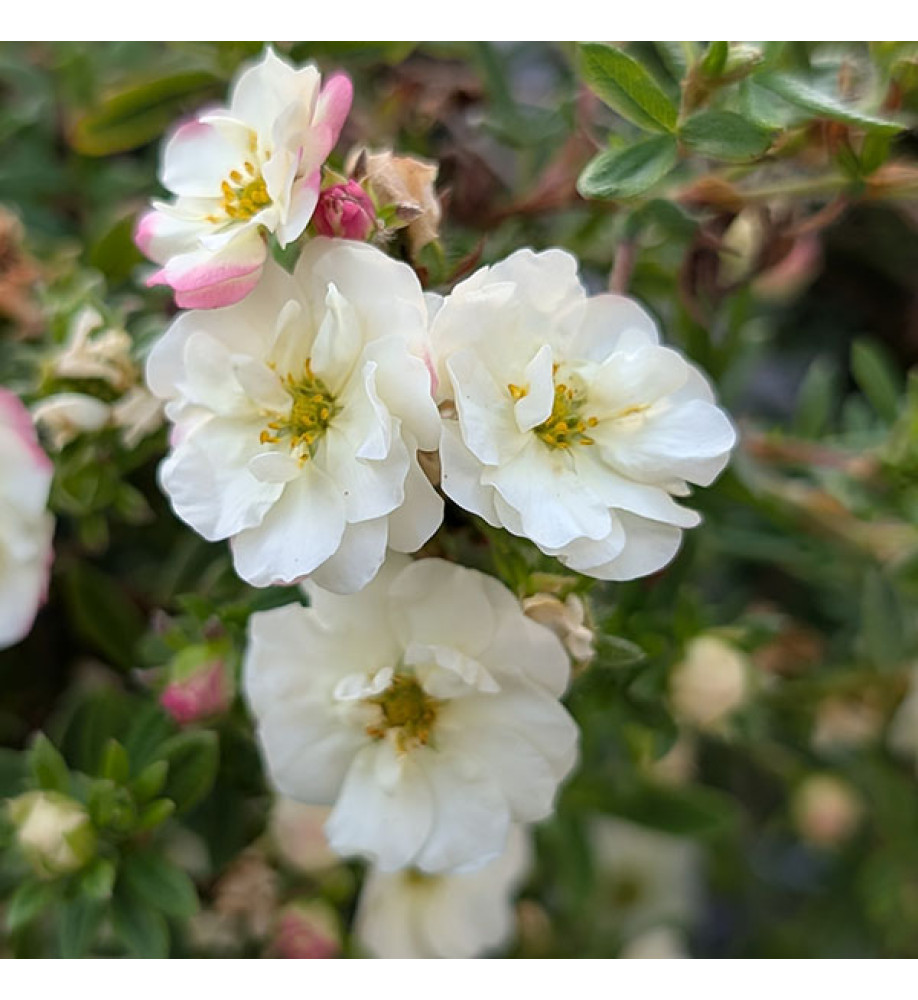 Potentilla fruticosa Double Punch Cream (3lt)