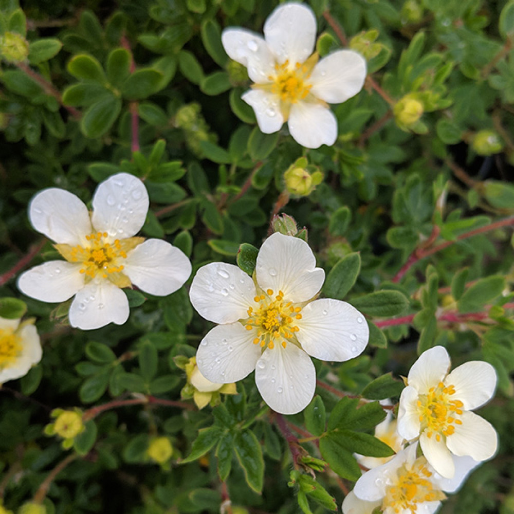 Potentilla fruticosa Abbotswood (7.5lt)