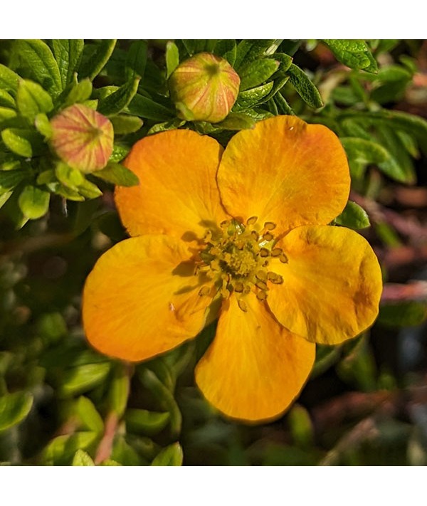 Potentilla fruticosa Bella Sol (5lt)