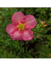 Potentilla fruticosa Bellissima (3lt)