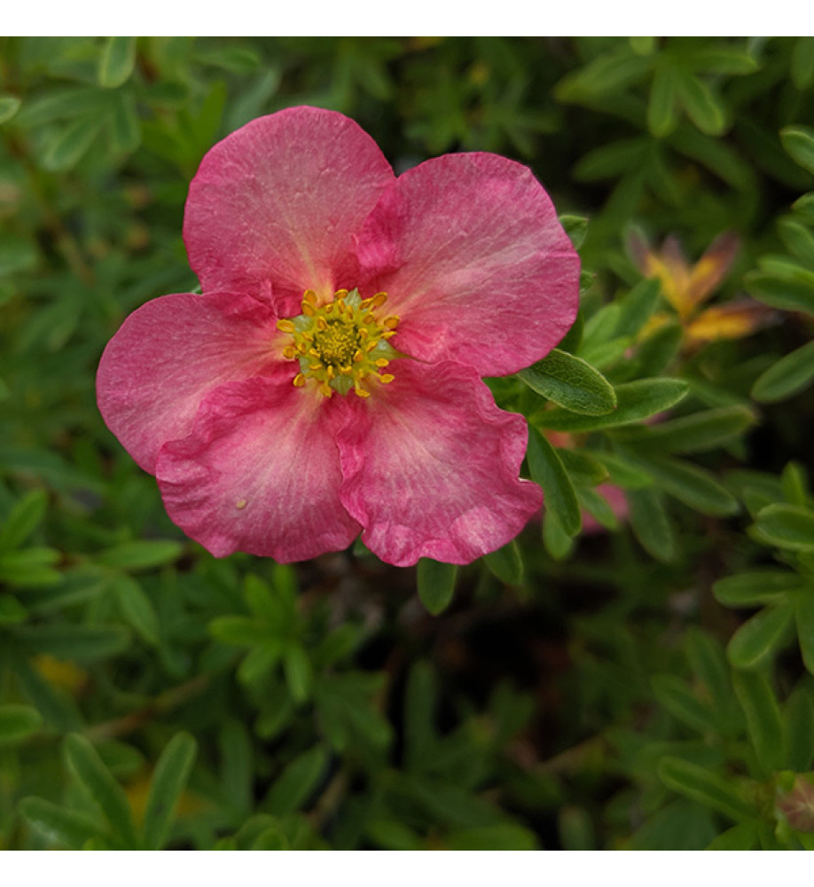 Potentilla fruticosa Bellissima (3lt)