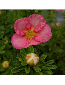 Potentilla fruticosa Bellissima (3lt)