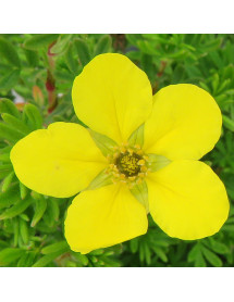 Potentilla fruticosa Chelsea Star (3lt) Potentilla fruticosa Chelsea Star (3lt)