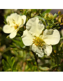 Potentilla fruticosa Cream'issima (3lt)