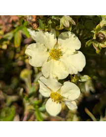 Potentilla fruticosa Cream'issima (3lt) Potentilla fruticosa Cream'issima (3lt)