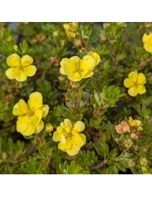 Potentilla fruticosa Double Punch Gold (3lt) Potentilla fruticosa Double Punch Gold (3lt)