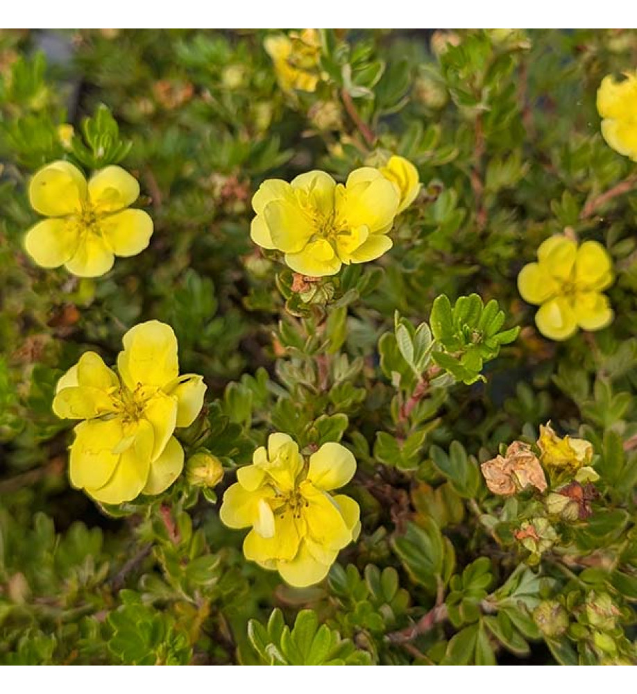 Potentilla fruticosa Double Punch Gold (3lt)