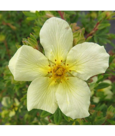 Potentilla fruticosa Limelight (3lt)