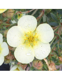 Potentilla fruticosa Limelight (3lt)