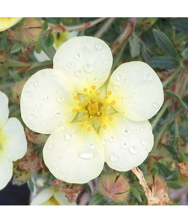 Potentilla fruticosa Limelight (3lt)