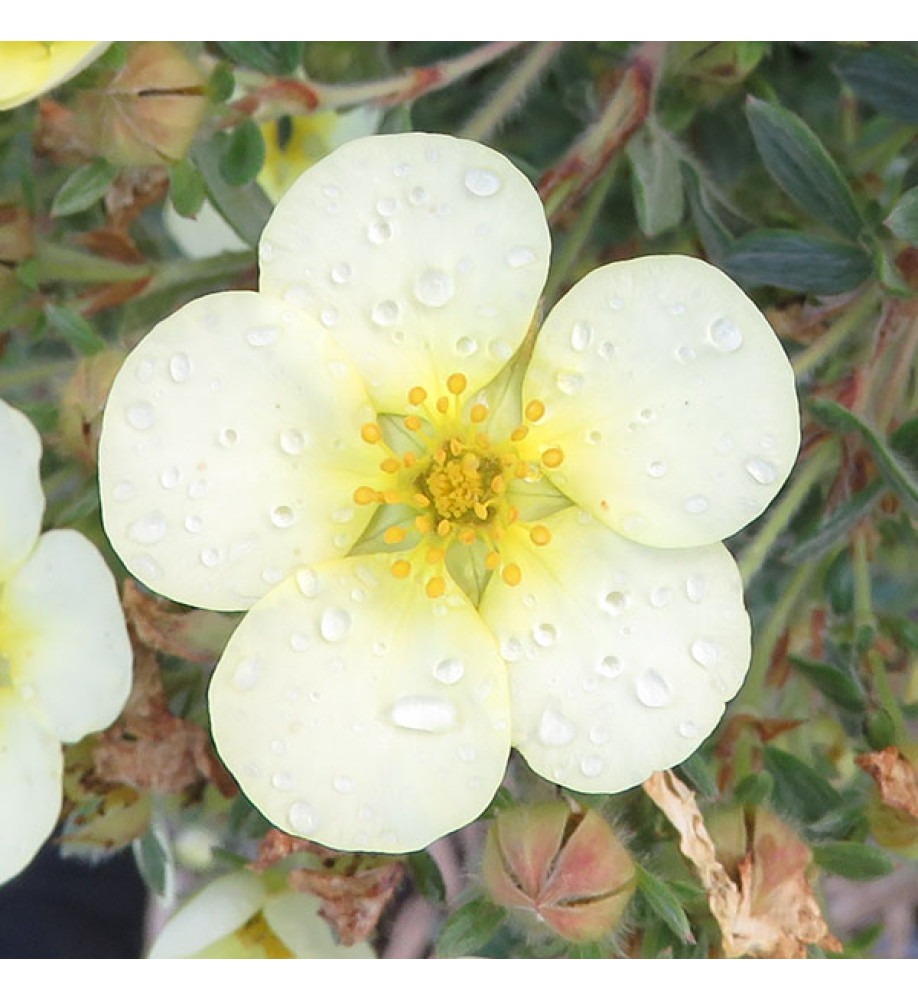 Potentilla fruticosa Limelight (3lt)