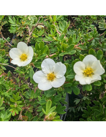 Potentilla fruticosa McKay's White (7,5lt)