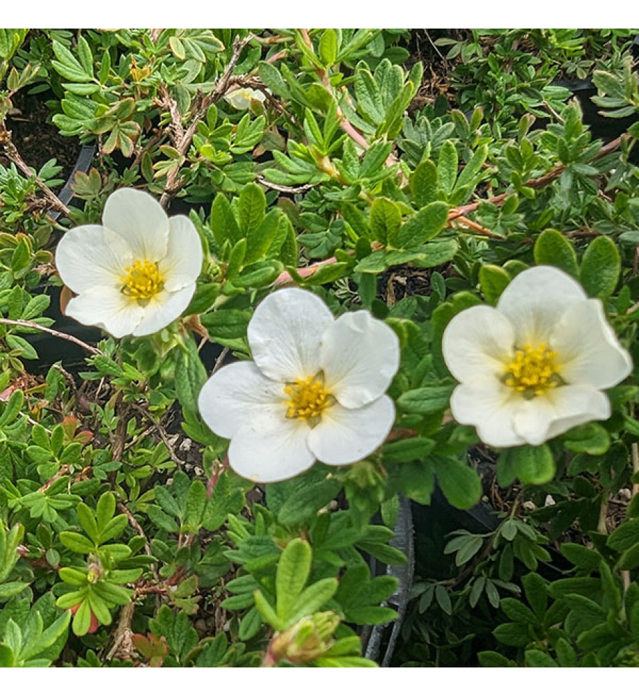 Potentilla fruticosa McKay's White (7,5lt)