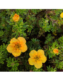 Potentilla fruticosa Mango Tango (3lt)