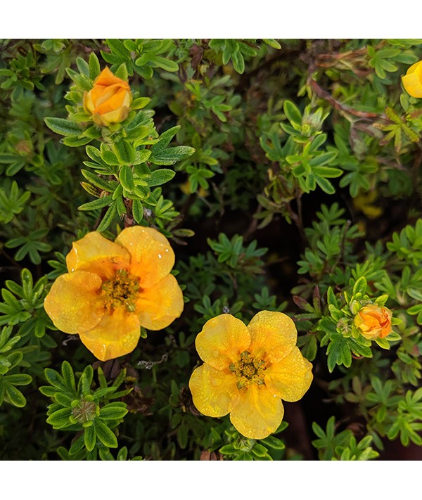 Potentilla fruticosa Mango Tango (3lt)