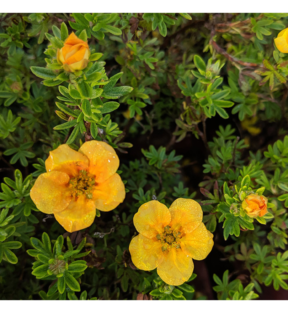Potentilla fruticosa Mango Tango (3lt)