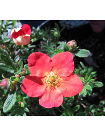 Potentilla fruticosa Marion Red Robin (3lt)