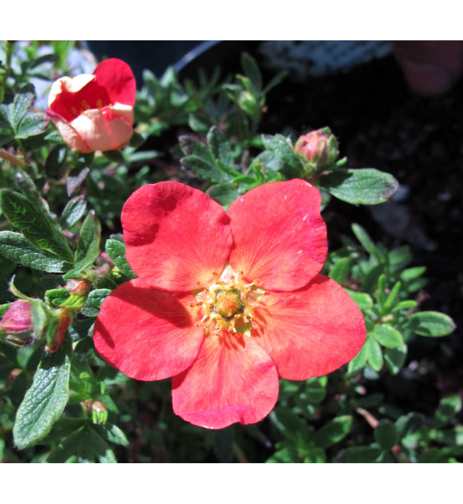 Potentilla fruticosa Marion Red Robin (3lt)