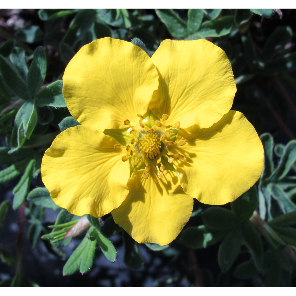 Potentilla fruticosa Medicine Wheel Mountain (7.5lt)