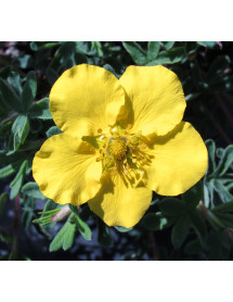 Potentilla fruticosa Medicine Wheel Mountain (3lt)