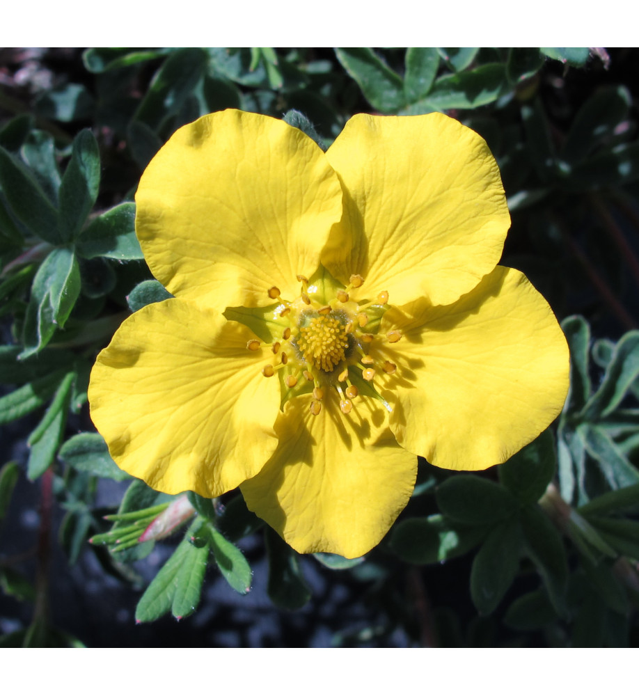 Potentilla fruticosa Medicine Wheel Mountain (3lt)
