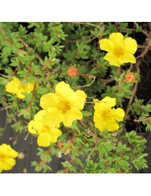 Potentilla fruticosa Medicine Wheel Mountain (3lt)