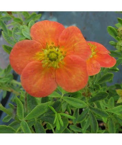 Potentilla fruticosa Hopleys Orange (3lt)