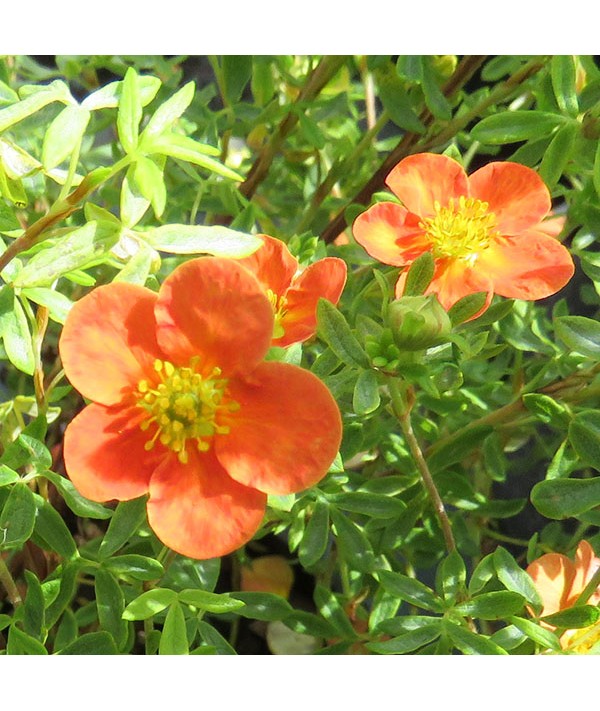 Potentilla fruticosa Hopleys Orange (3lt)