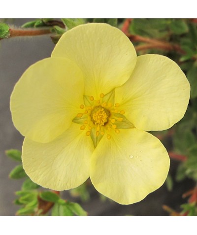 Potentilla fruticosa Primrose Beauty (3lt)