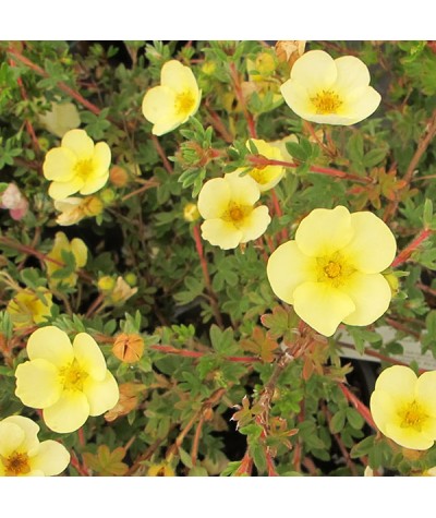 Potentilla fruticosa Primrose Beauty (3lt)