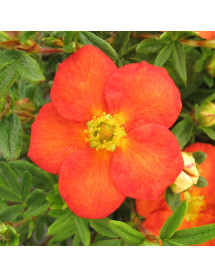 Potentilla fruticosa Red Ace (3lt)