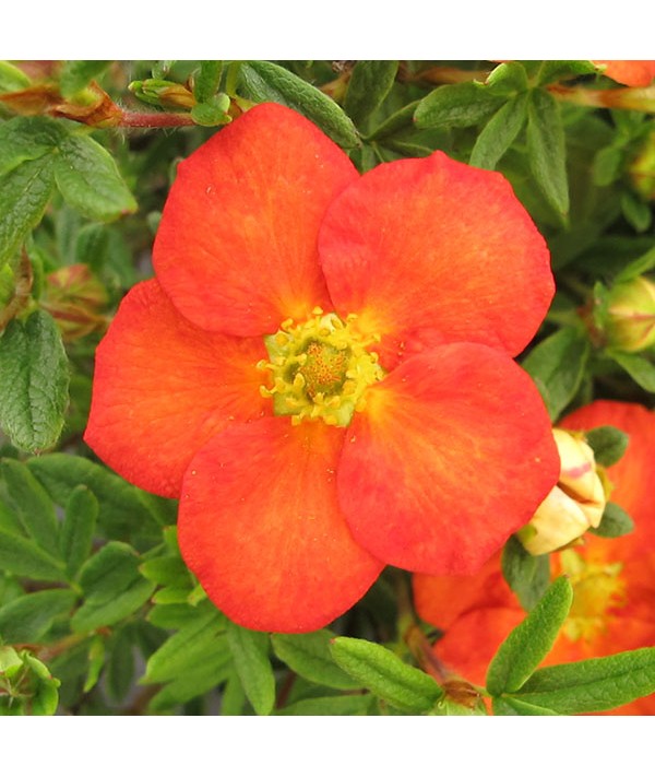 Potentilla fruticosa Red Ace (3lt)