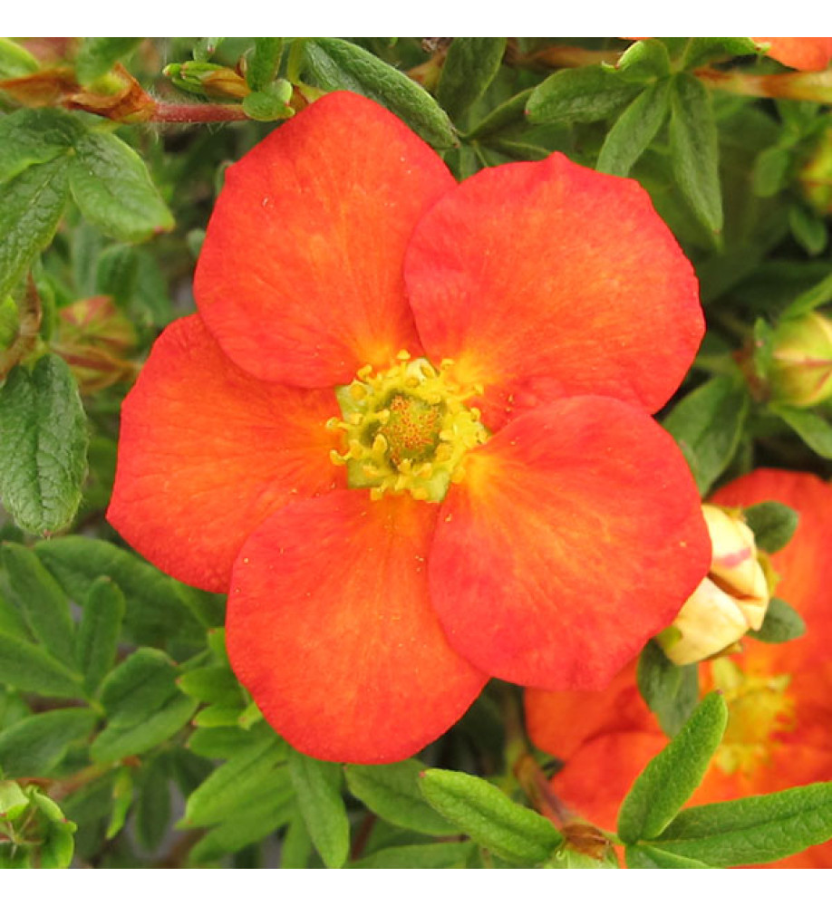 Potentilla fruticosa Red Ace (3lt)