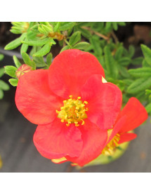 Potentilla fruticosa Red Ace (3lt)