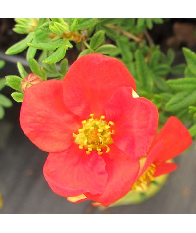 Potentilla fruticosa Red Ace (3lt)