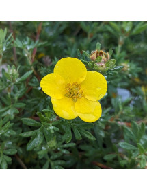 Potentilla fruticosa Sommerflor (3lt)