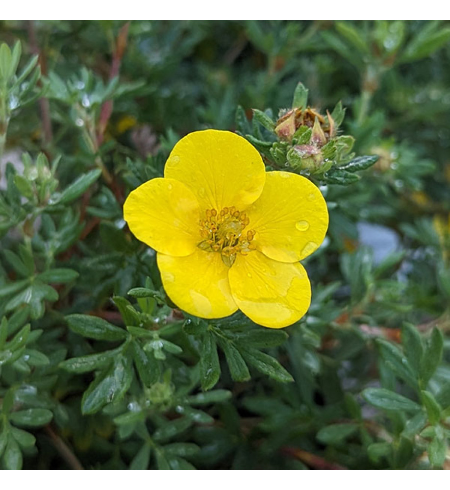 Potentilla fruticosa Sommerflor (3lt)