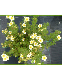 Potentilla fruticosa Limelight (3lt)