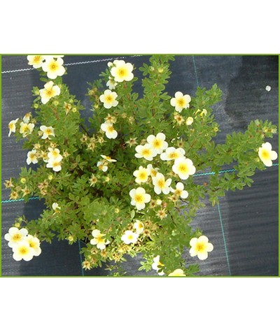 Potentilla fruticosa Limelight (3lt)