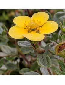 Potentilla fruticosa Silver and Gold (7.5lt)