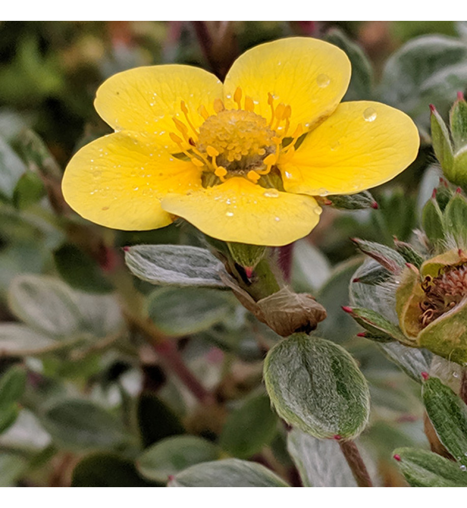 Potentilla fruticosa Silver and Gold (7.5lt)