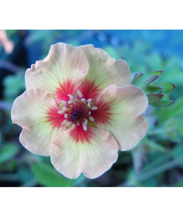 Potentilla x tonguei (1lt)