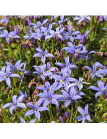Pratia pedunculata County Park (0.8lt)