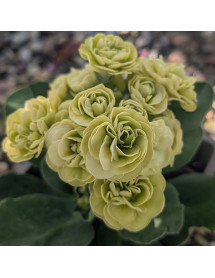 Primula auricula Berti (1lt)